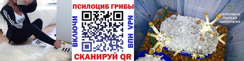 Псилоцибиновые грибы Psilocybe  Магнитогорск 